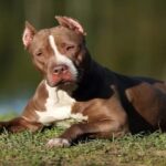 perros-pitbull-porque-son-agresivos-5