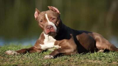 perros-pitbull-porque-son-agresivos-5