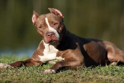 perros-pitbull-porque-son-agresivos-5
