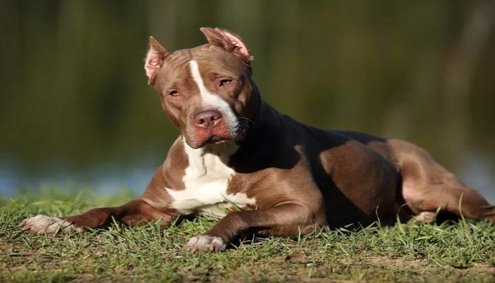 perros-pitbull-porque-son-agresivos-5
