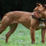 red-nose-pitbull-5