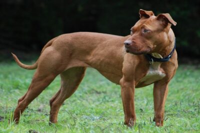 red-nose-pitbull-5
