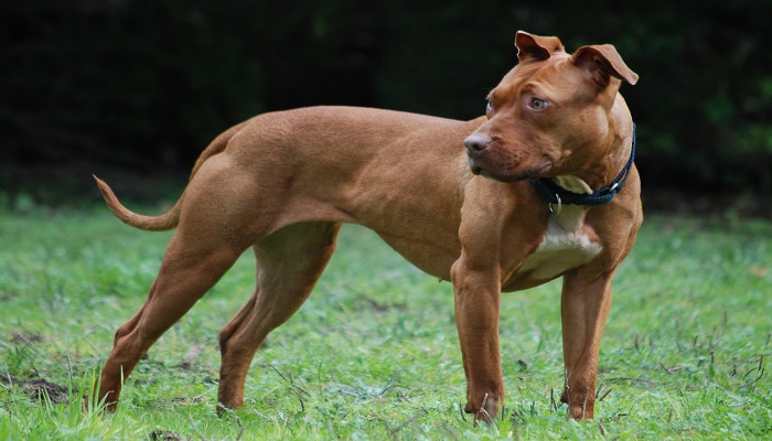 red-nose-pitbull-5
