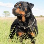 rottweiler-alemán-1