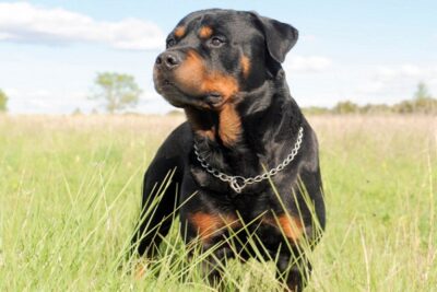rottweiler-alemán-1