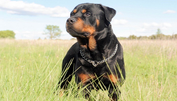 rottweiler-alemán-1
