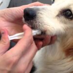 suero-para-perro-1