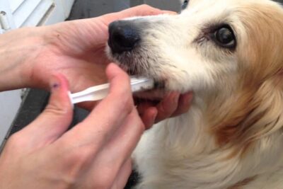 suero-para-perro-1