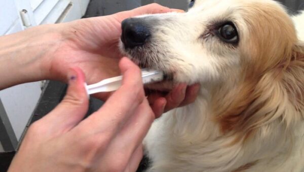 suero-para-perro-1