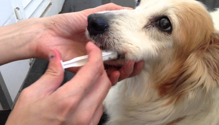 suero-para-perro-1